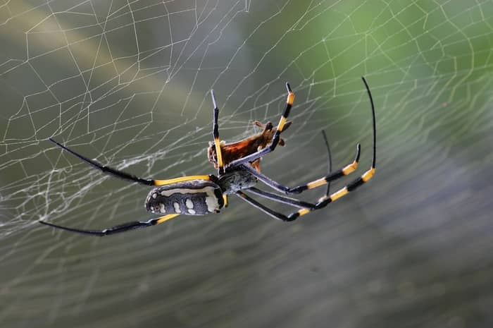 Escorpião e aranha correndo atrás de você
