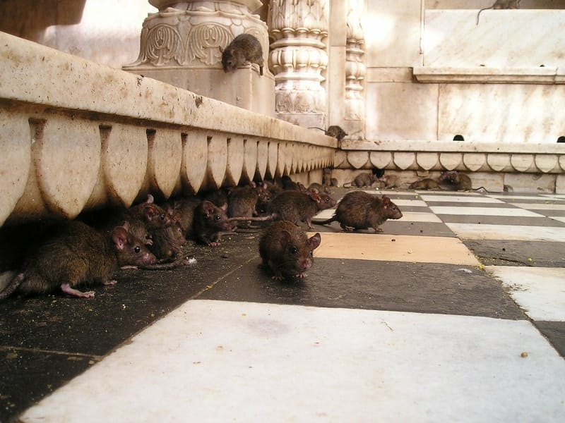 Sonhar com muitos ratos