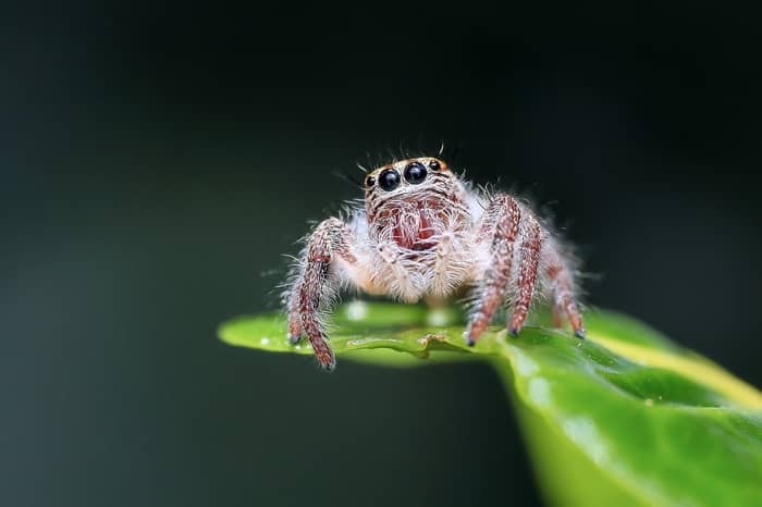 Aranha atrás do escorpião 