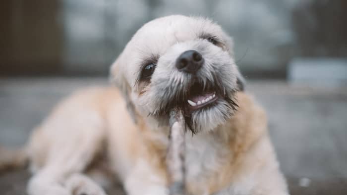 Cachorro branco mordendo