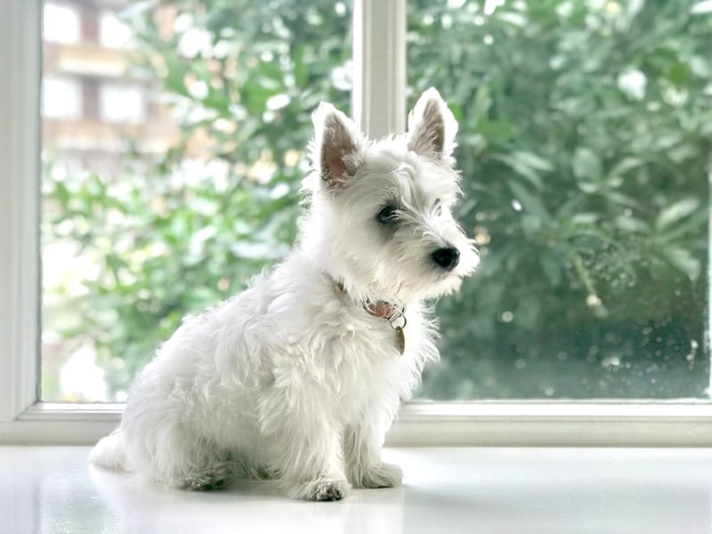 Sonhar com cachorro branco