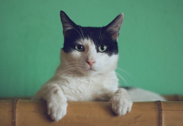 Ratos e gatos mortos