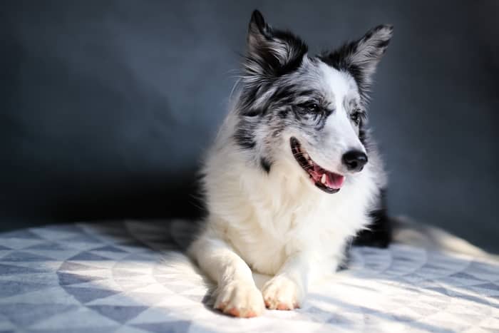 Cachorro branco e preto 
