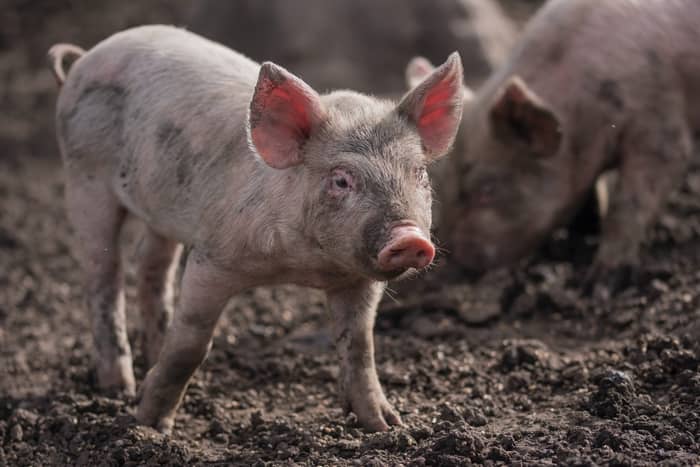 O que significa sonhar com uma cabeça de porco
