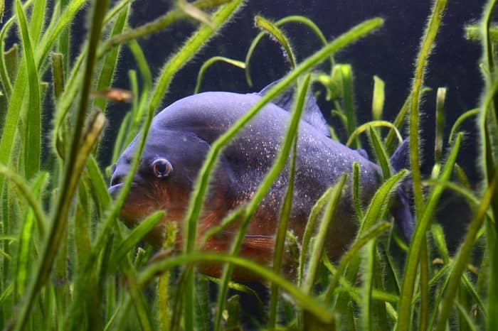 Significado das piranhas nos sonhos