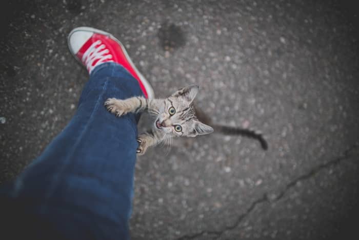 Gato atrás de você