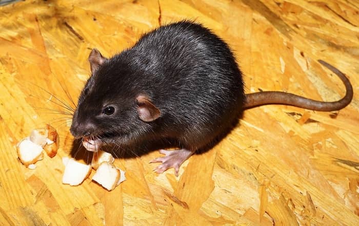 Vários ratos pretos