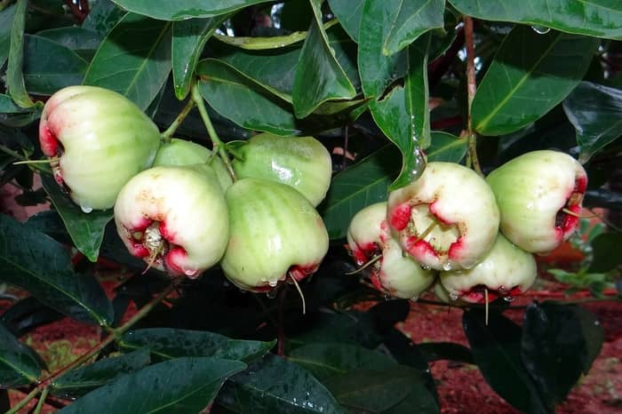 Significados de sonhar com a fruta jambo