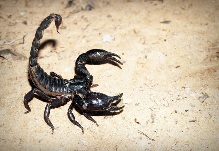 Escorpião atrás da aranha 