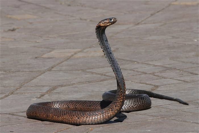 Cobra naja cinza