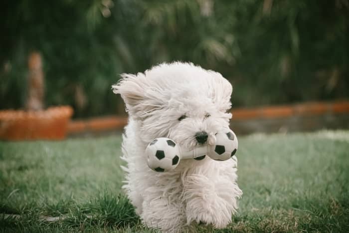 Filhote de cachorro branco