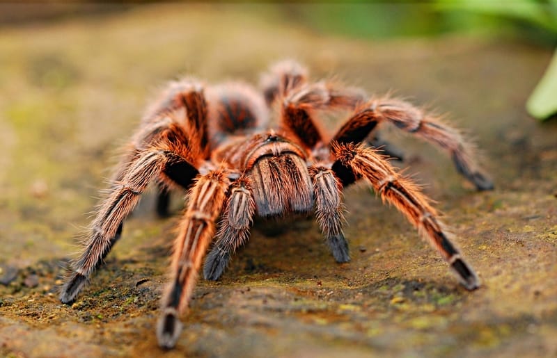 Sonhar com aranha caranguejeira