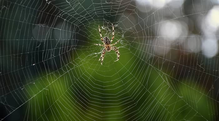 Teia de aranha com escorpiões nos sonhos