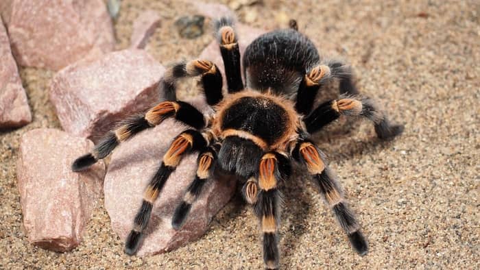 Aranha marrom