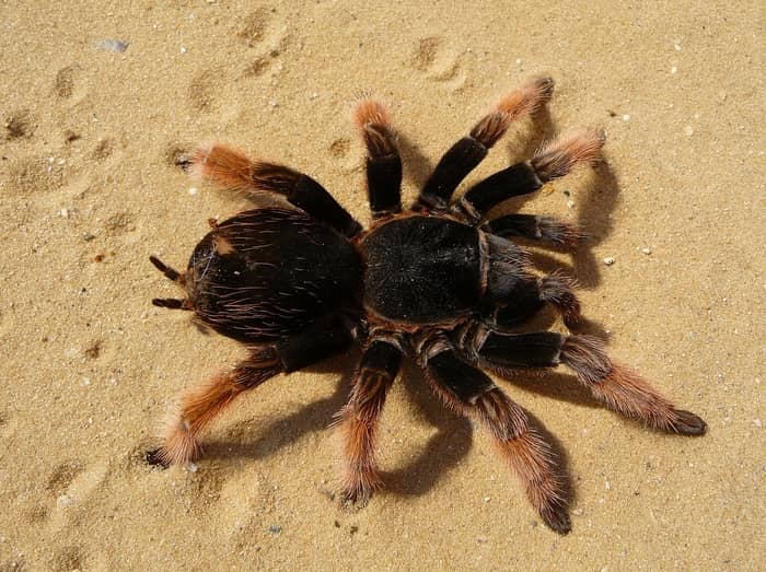 Aranhas caranguejeiras pequenas