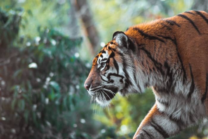 Sonhar com tigre me perseguindo
