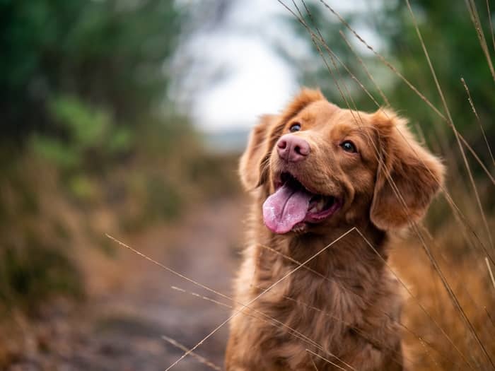 O que significa sonhar com cocô de cachorro