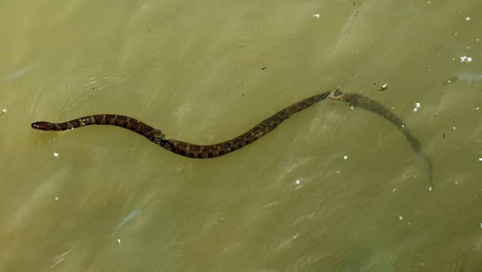 Cobra em água suja