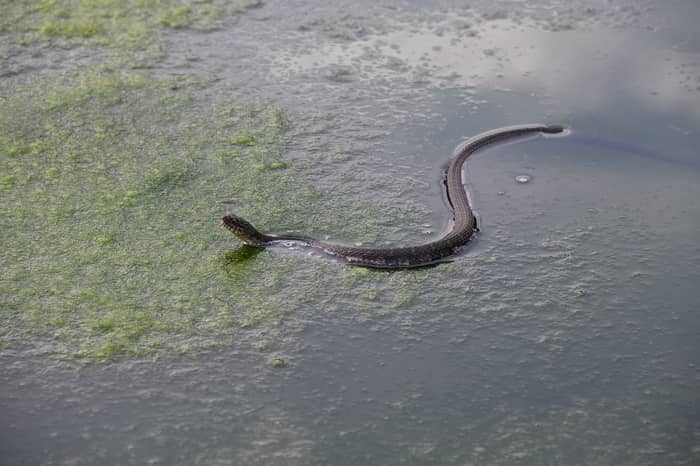 Cobra preta