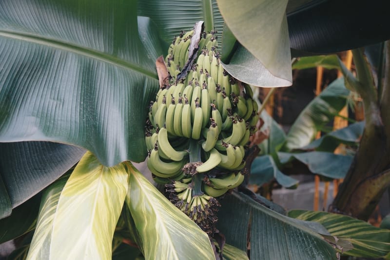 Sonhar com cacho de banana