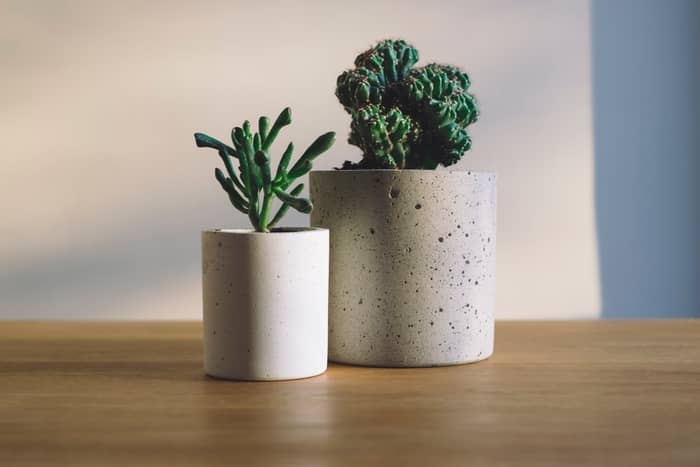 Plantas no vaso