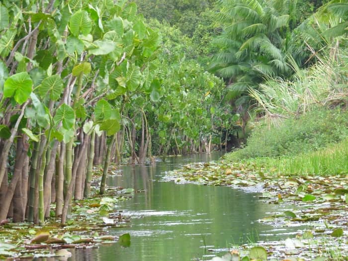 Plantas aquáticas verdes