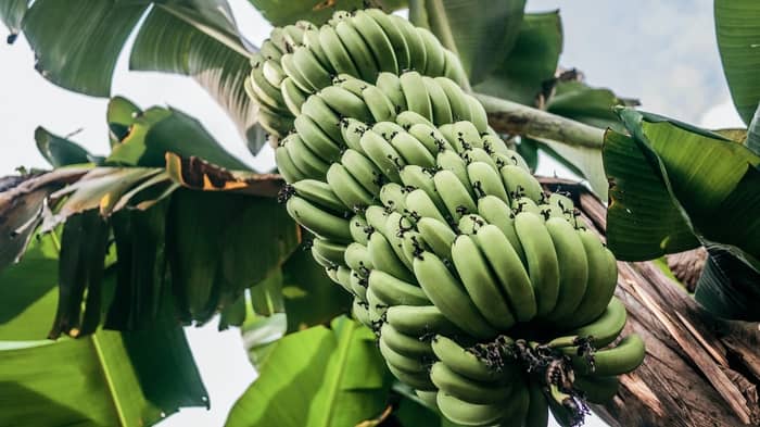 Significado de sonhar com cacho de bananas