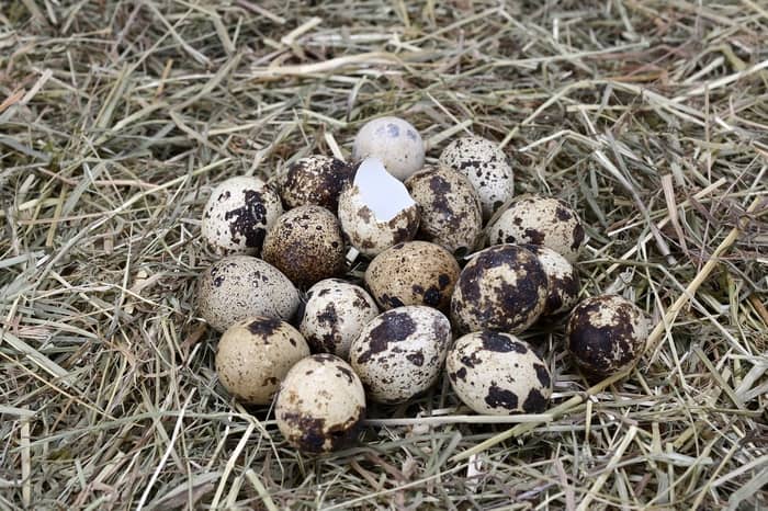 Ovos de codorna quebrados 