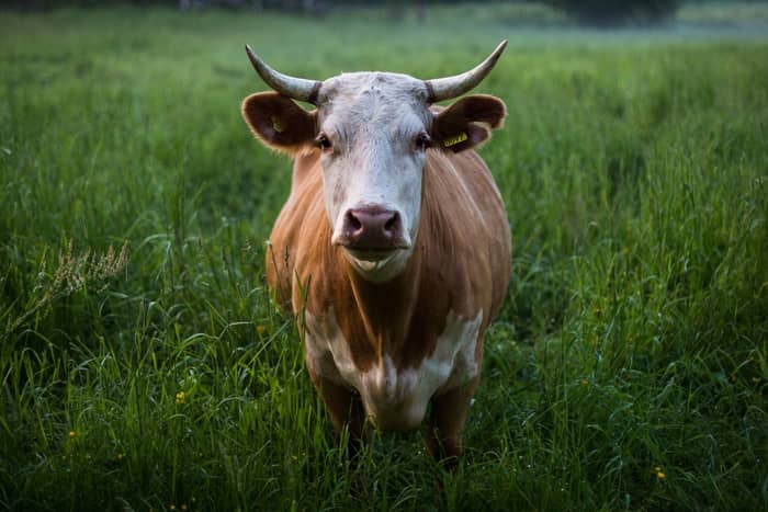 Significado de sonhar com vaca