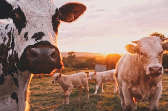 Bois e vacas nos sonhos