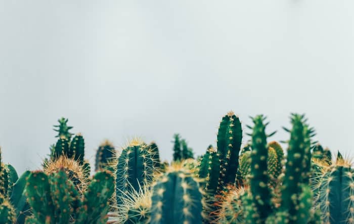  Significados de sonhar com plantas