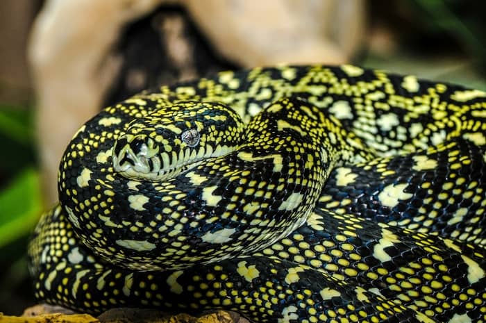 4 Significados de sonhar com uma cobra dentro de casa