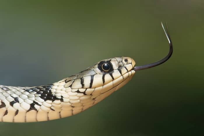 Sonhar com cobra enrolada pode mostrar algo negativo?