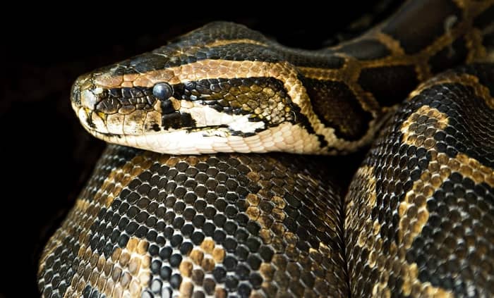 Sonhar com uma cobra dormindo é alguma mensagem?