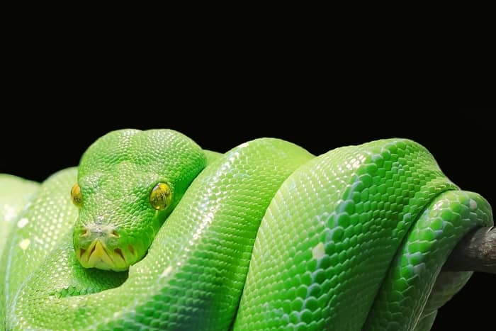 Qual o significado de sonhar com uma cobra dormindo?