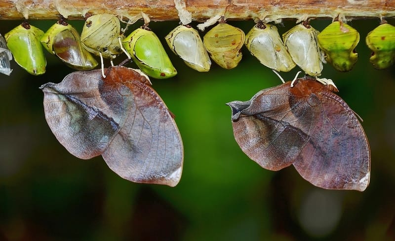 Números da sorte de sonhar com larvas