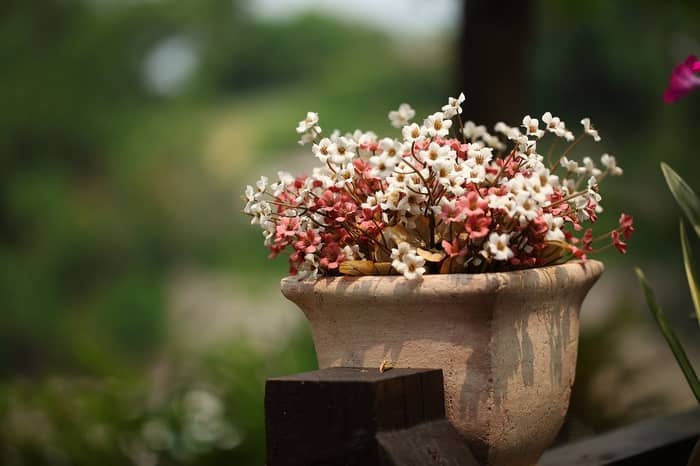 Números da sorte das flores e plantas