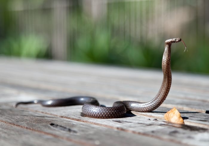 Sonhar com cobra saindo da boca