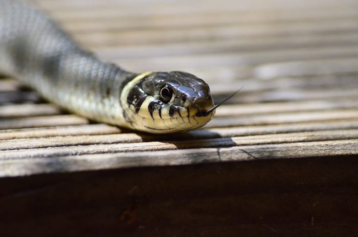 Sonhar com cobra dentro de casa