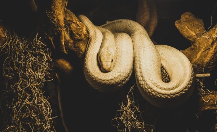 Sonhar com cobra dormindo