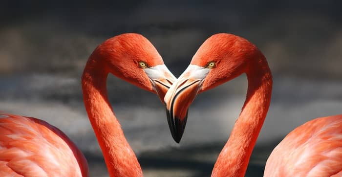 Veja o que significa sonhar com um flamingo