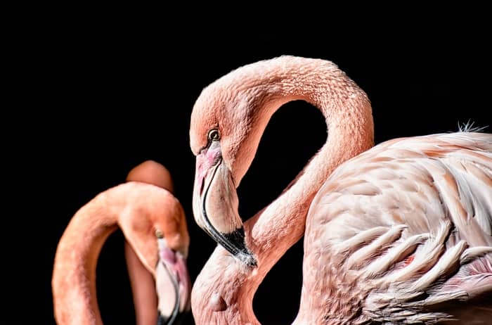 Sonhar com flamingo é um bom presságio?