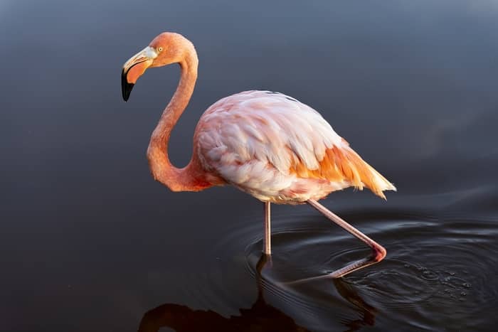 Sonhar com flamingo