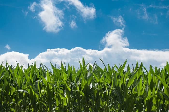 5 Significados de sonhar com uma plantação de milho