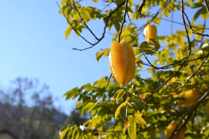 7 Significados de sonhar com carambola