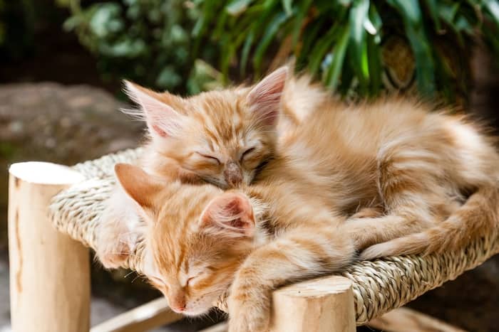 Outros significados de sonhos com gatos