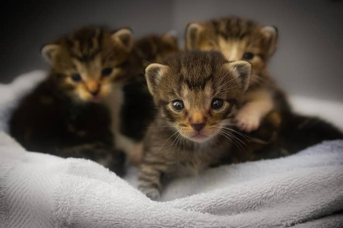 5 Significados de sonhar com uma ninhada de gatos
