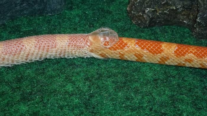 7 Significados de sonhar com uma pele de uma cobra