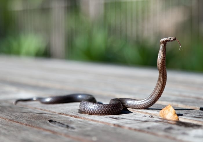 Sonhar com pele de cobra