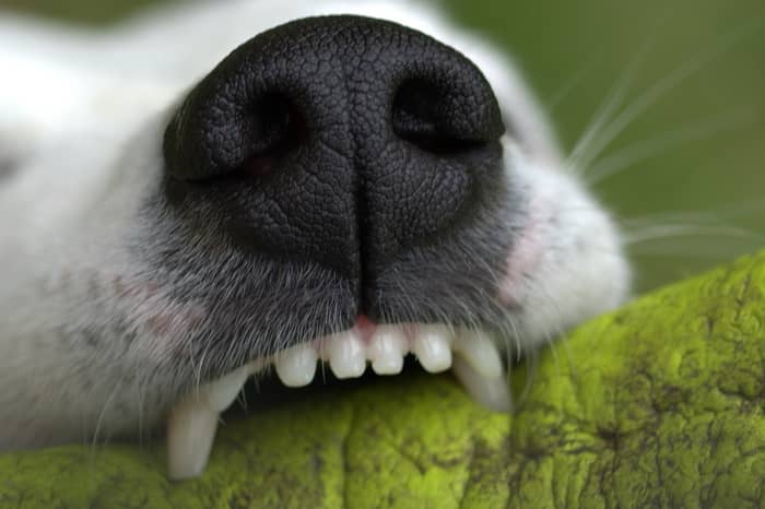 Sonhos com cachorros são positivos ou negativos?